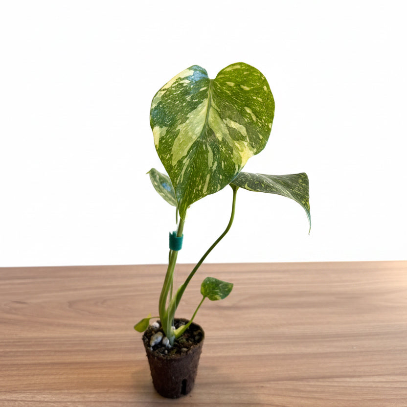 Monstera Electrolyte – Exotic plants Store