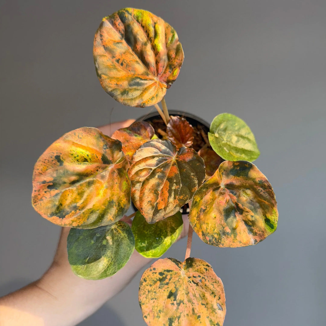 All Plants
