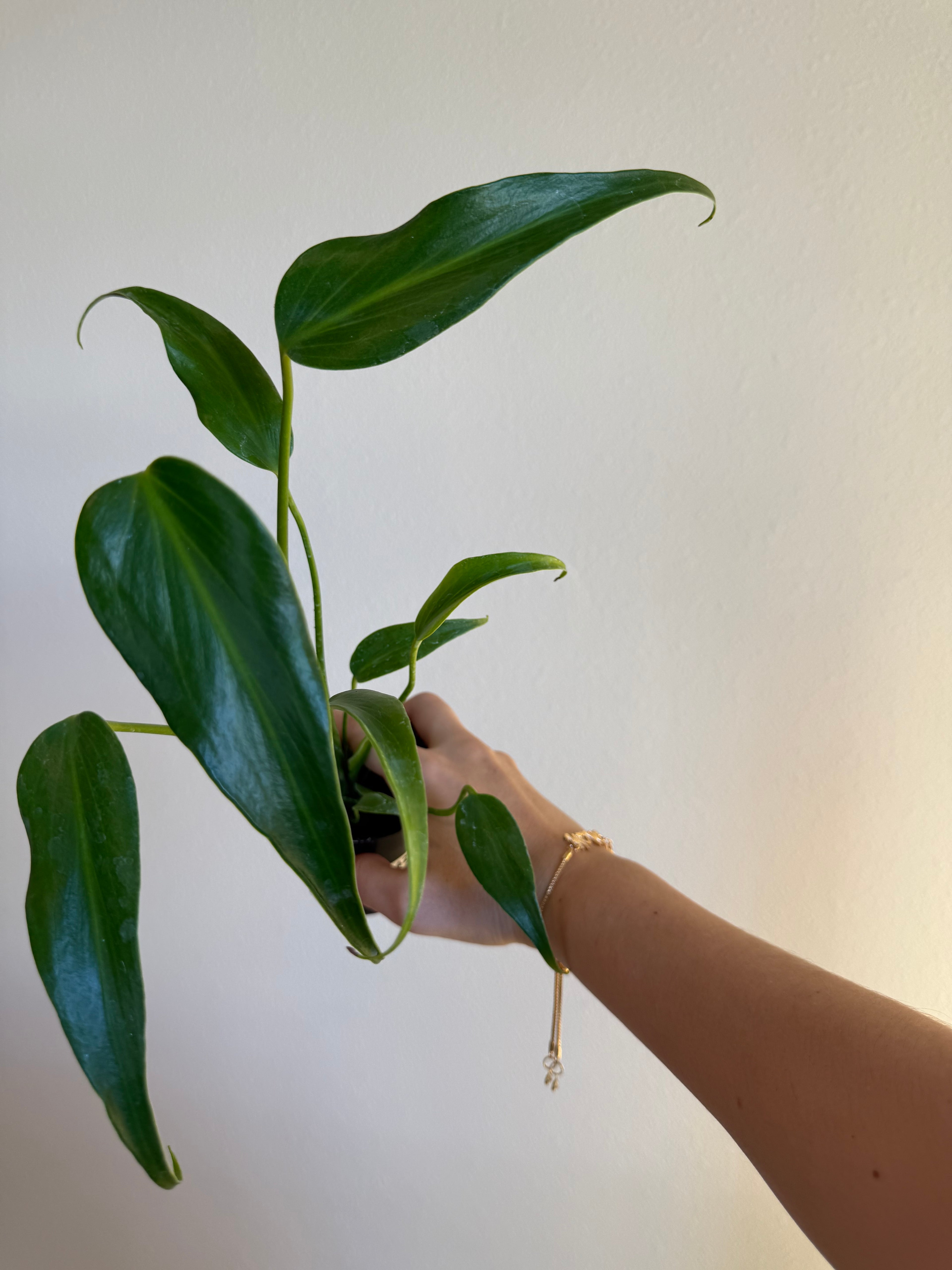 Monstera burle Marx flame