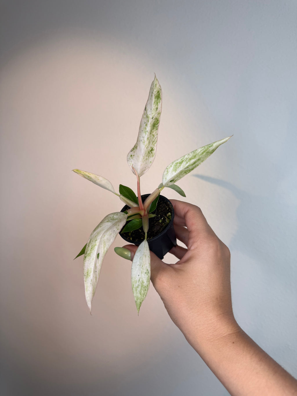 Philodendron Strawberry Caramel Marble  2”