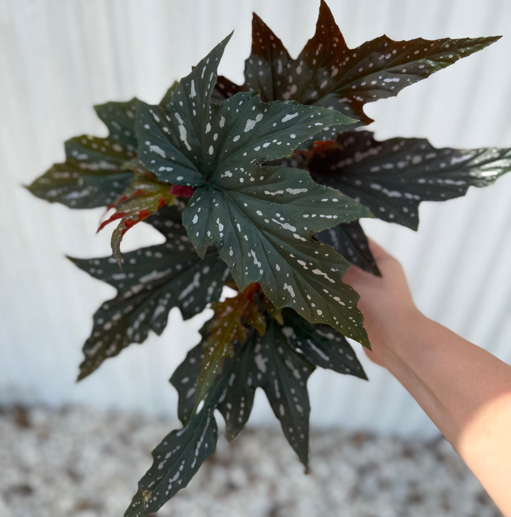 Begonia Sophie Cecily 6”