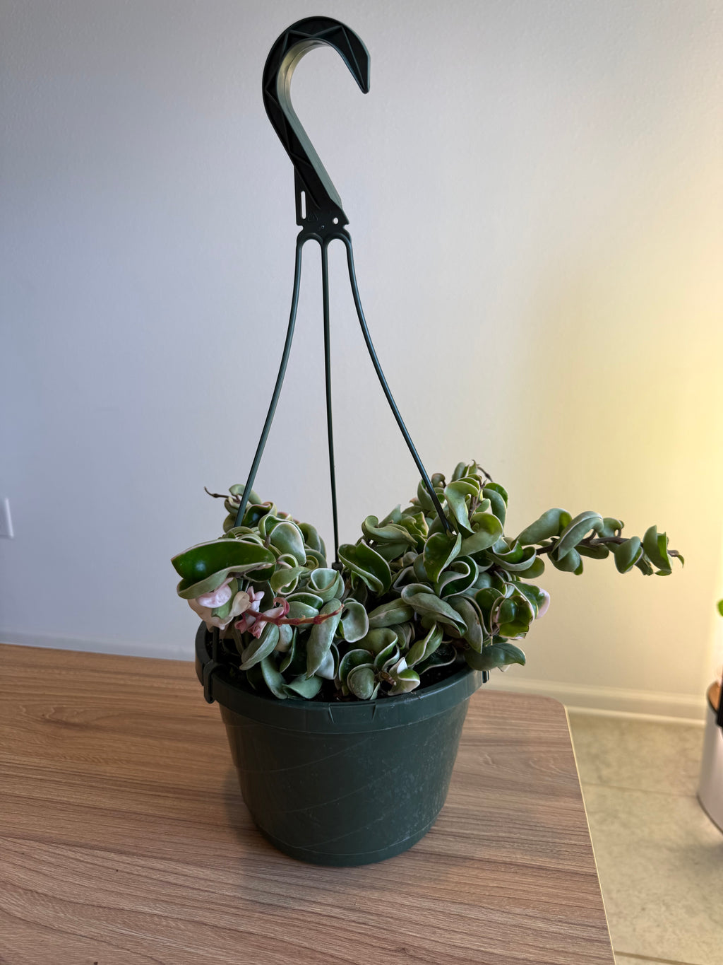 Hoya Compacta Var 8” HB