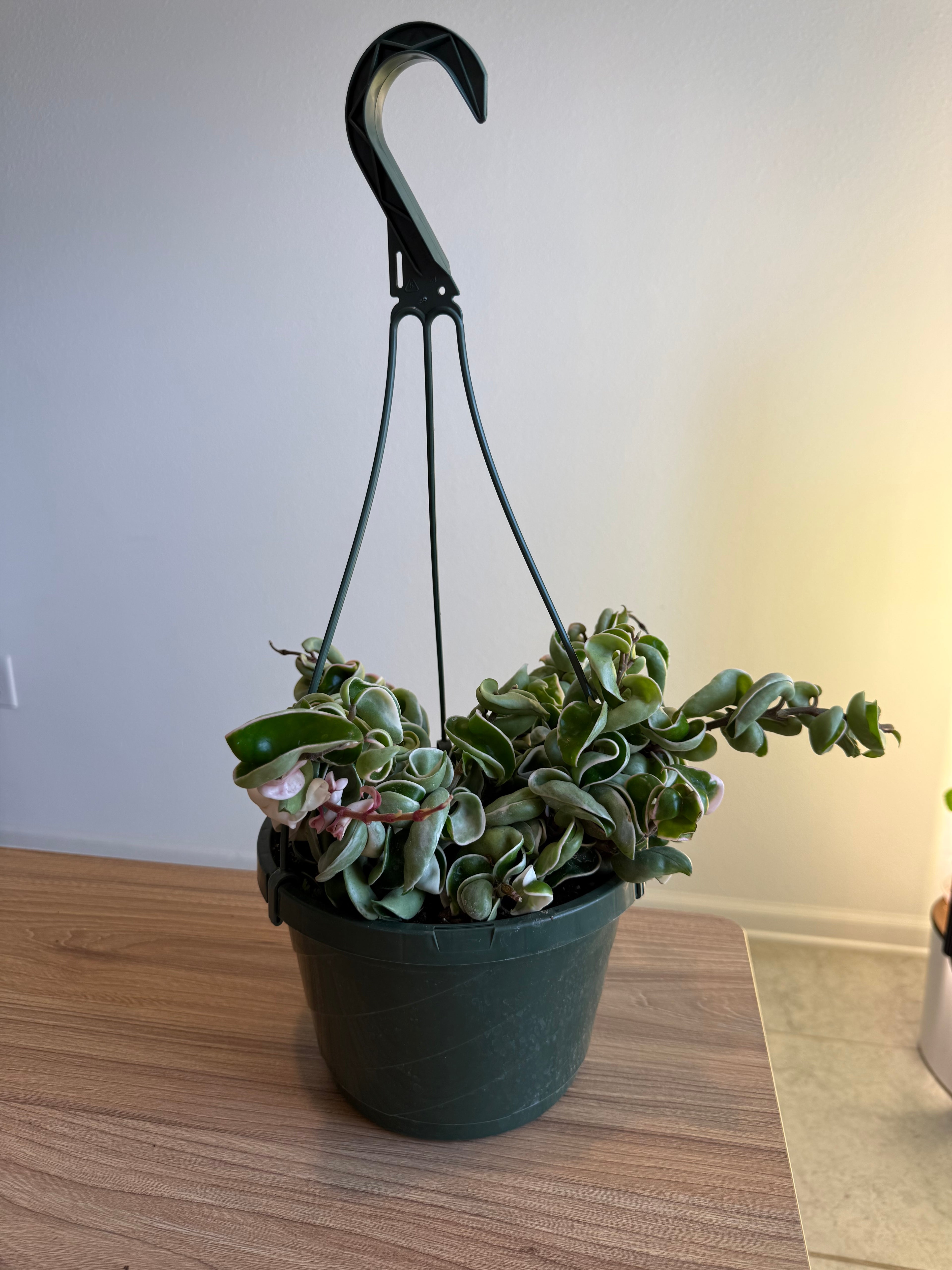 Hoya Compacta Var 8” HB