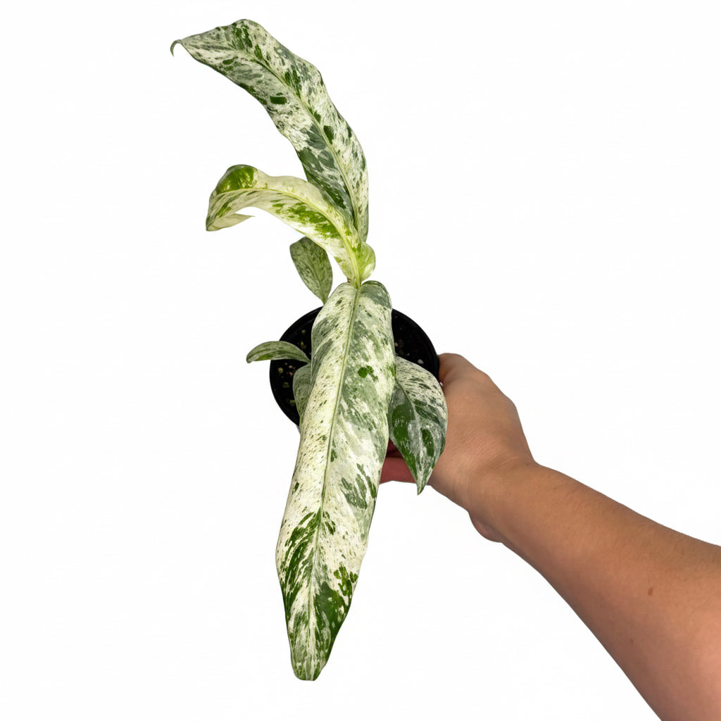 Epipremnum Giganteum Marble 4”