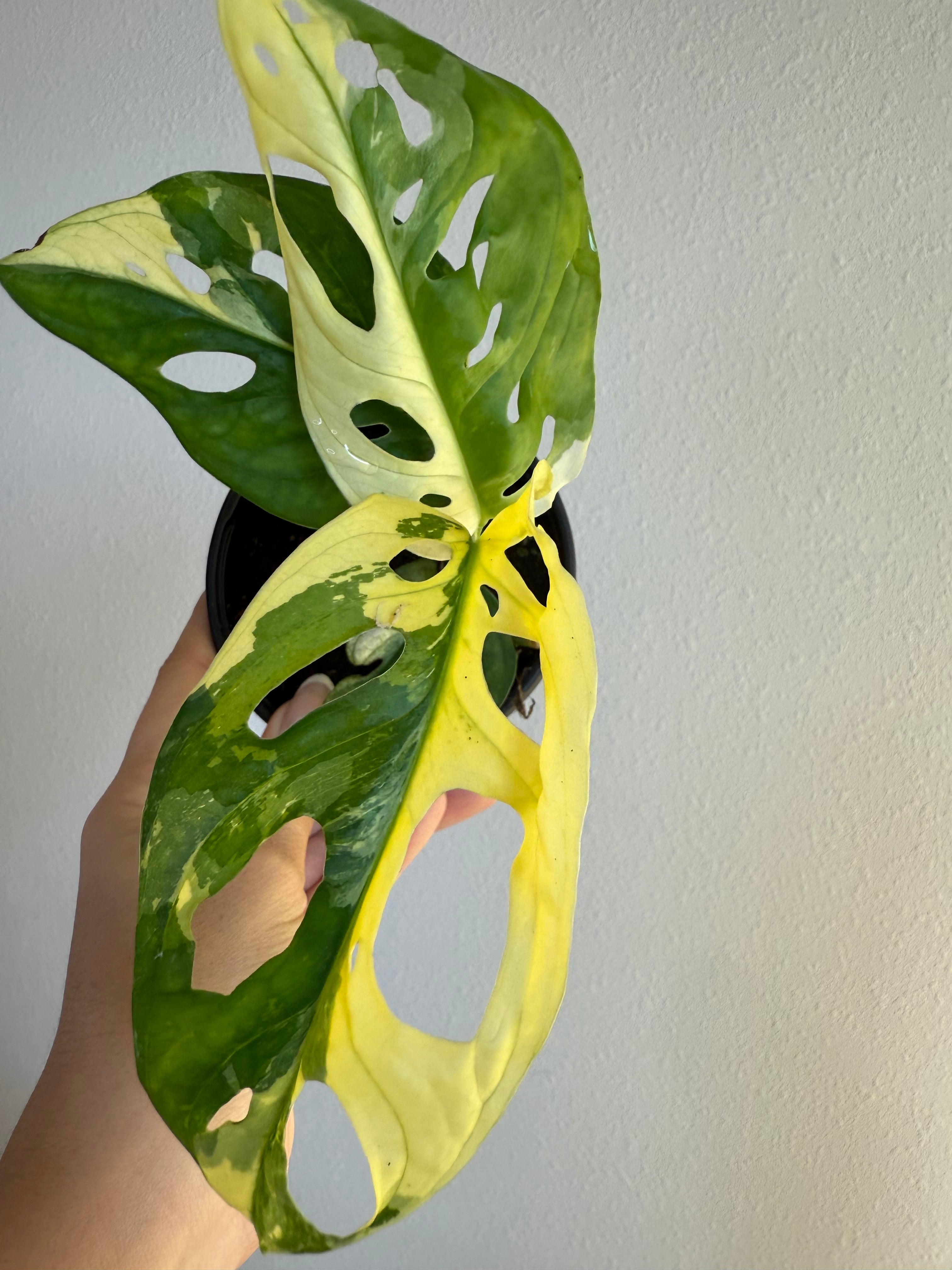 Monstera Adansonii variegated