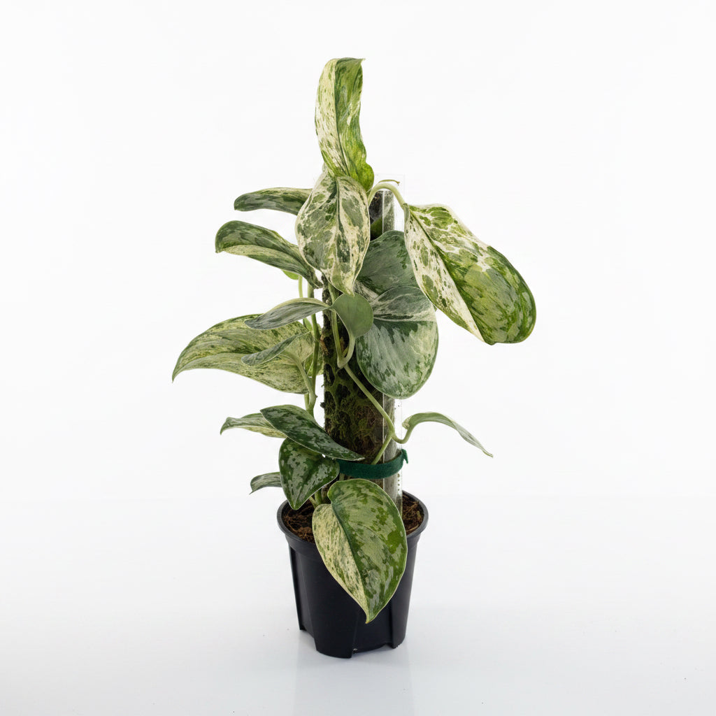 Scindapsus Peasun 4”
