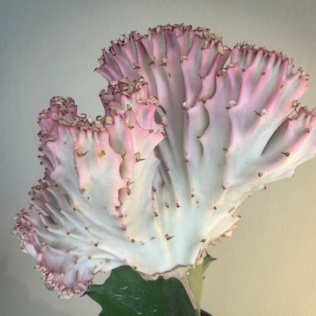 Cactus Mermaid tail Pink