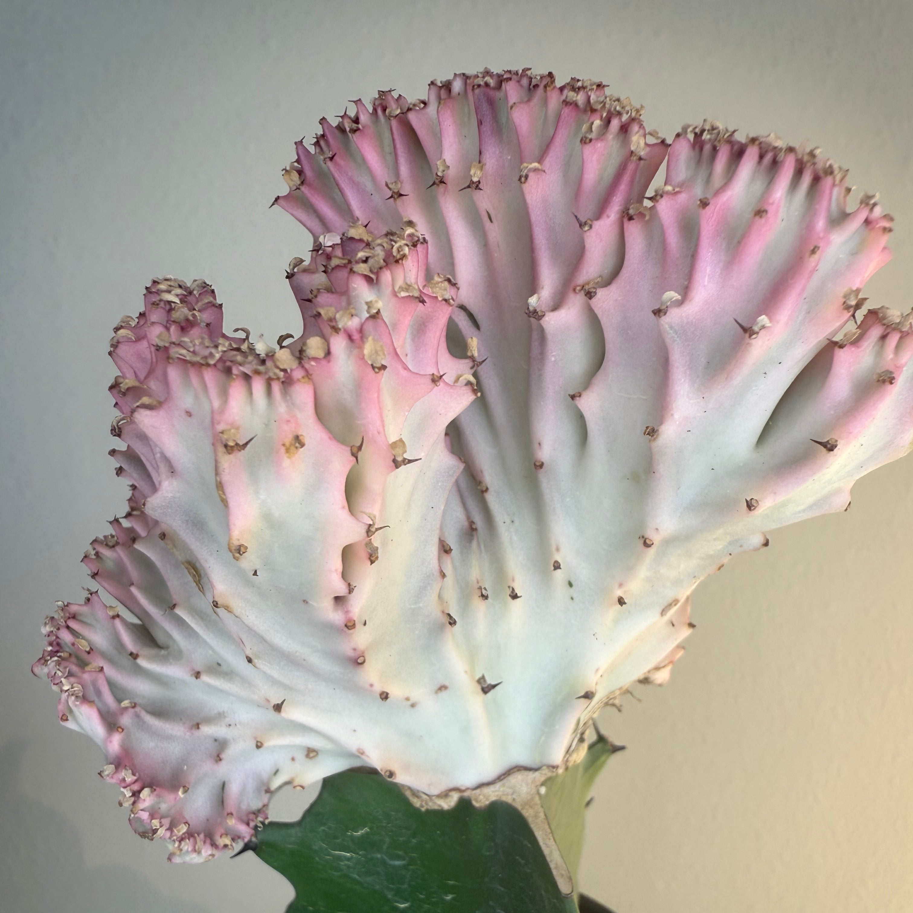 Cactus Mermaid tail Pink