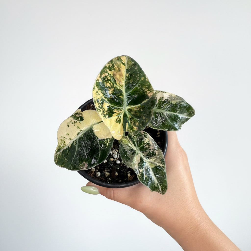 Alocasia Black Velvet Pink