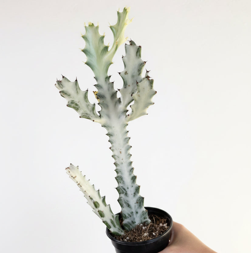 3- Rare Cactus Bundle 4”