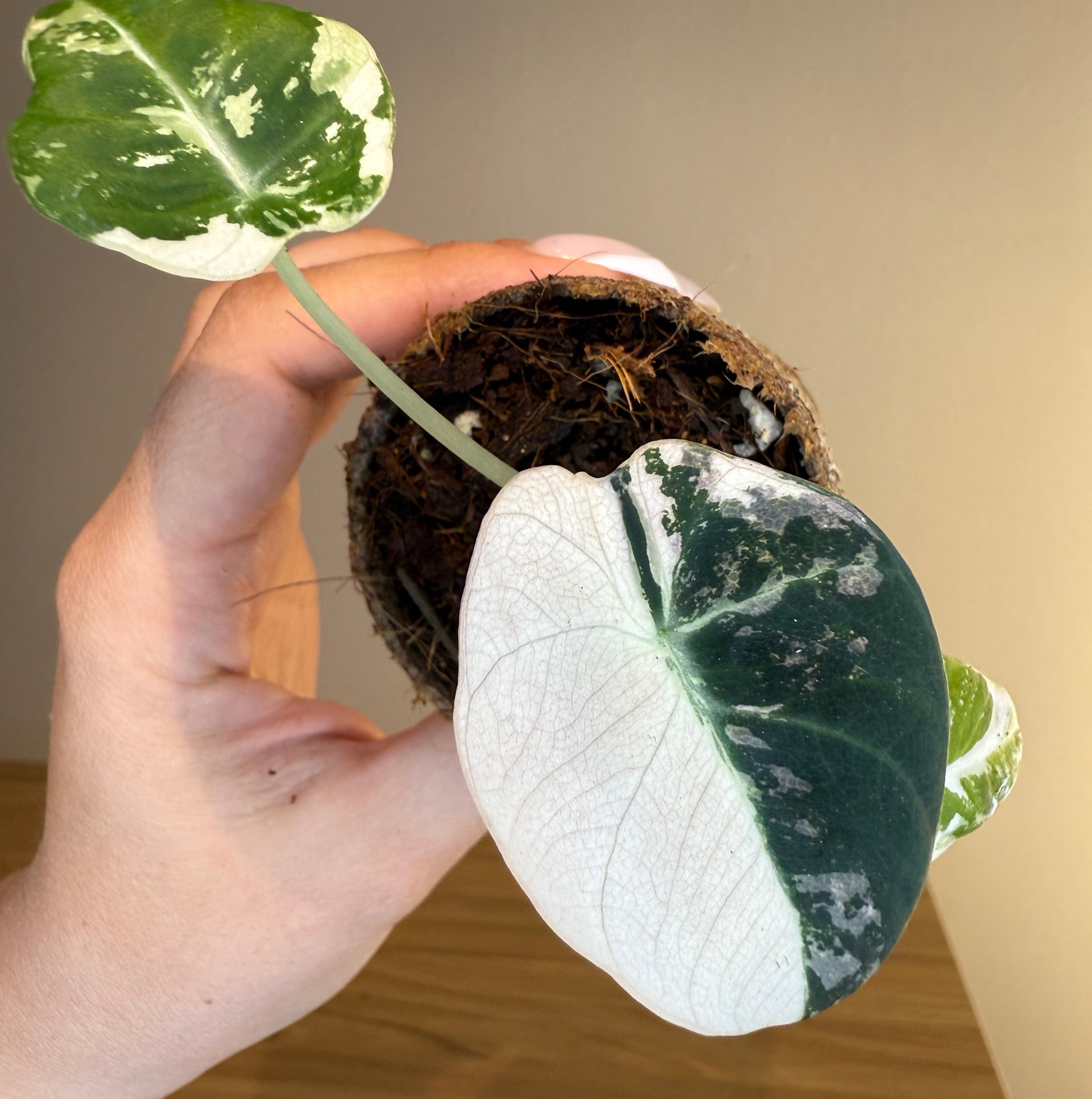 Alocasia Black velvet Pink