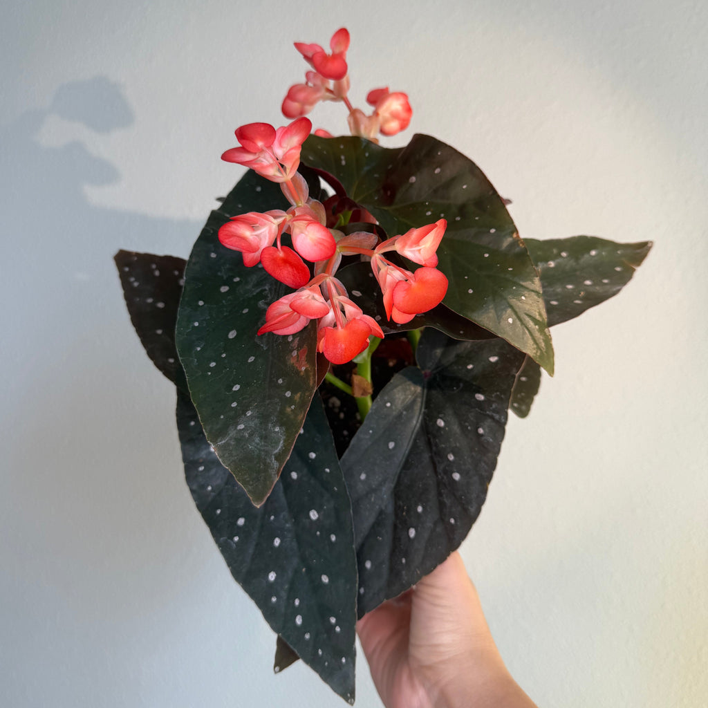 Begonia Angel Wing Aurora 6”