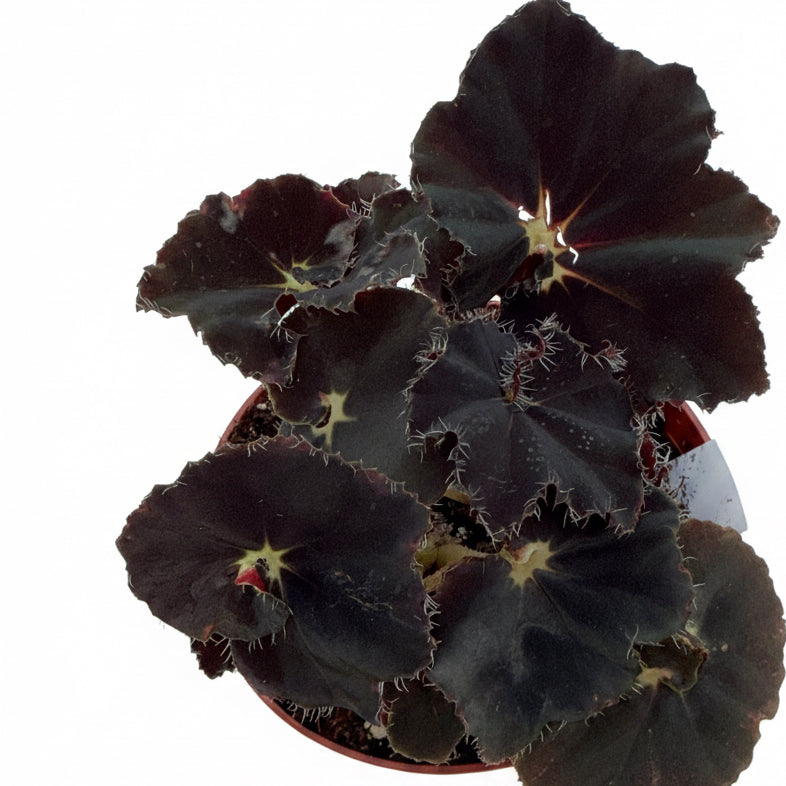 Begonia Dark Mamba 4”
