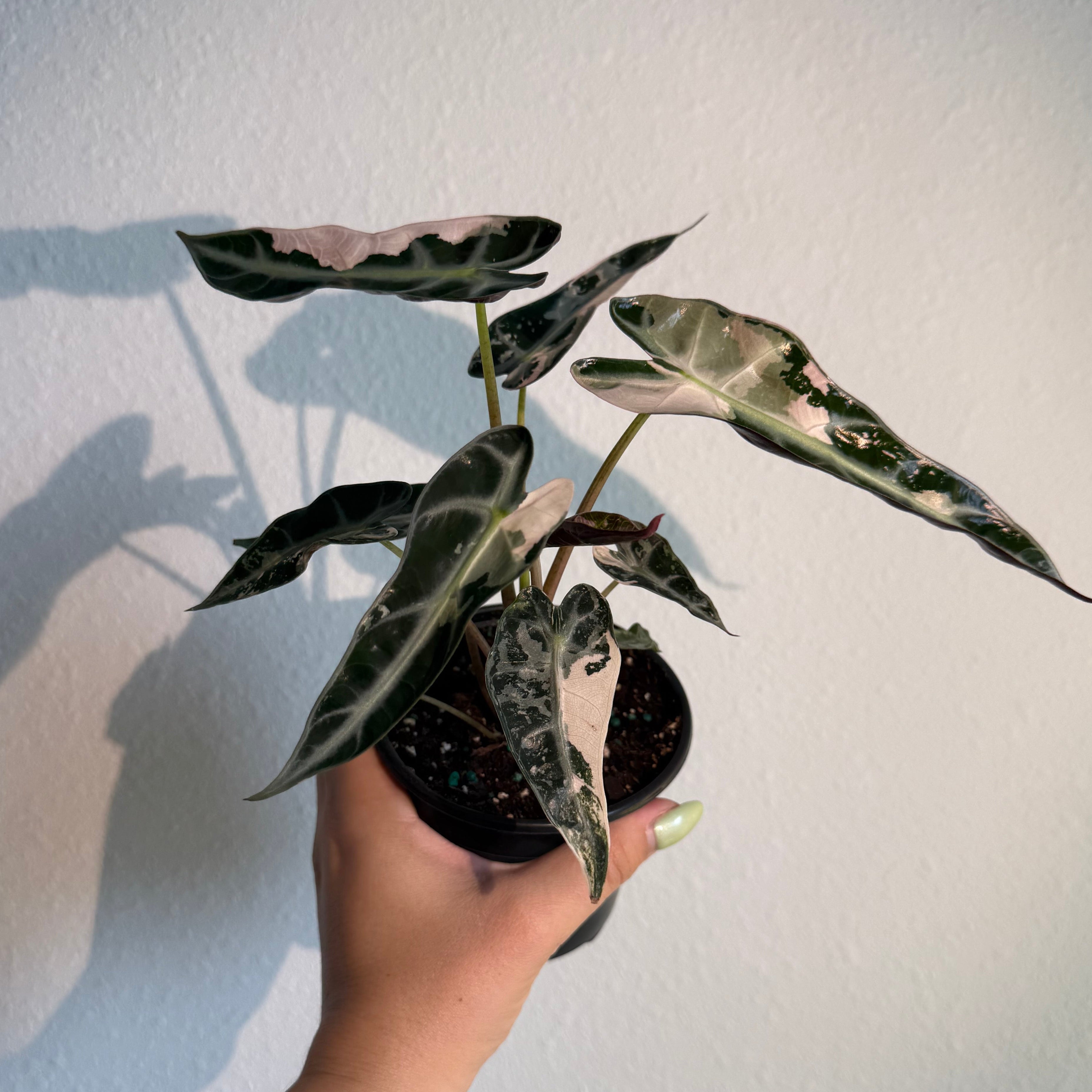 Alocasia Bambino Pink 4”