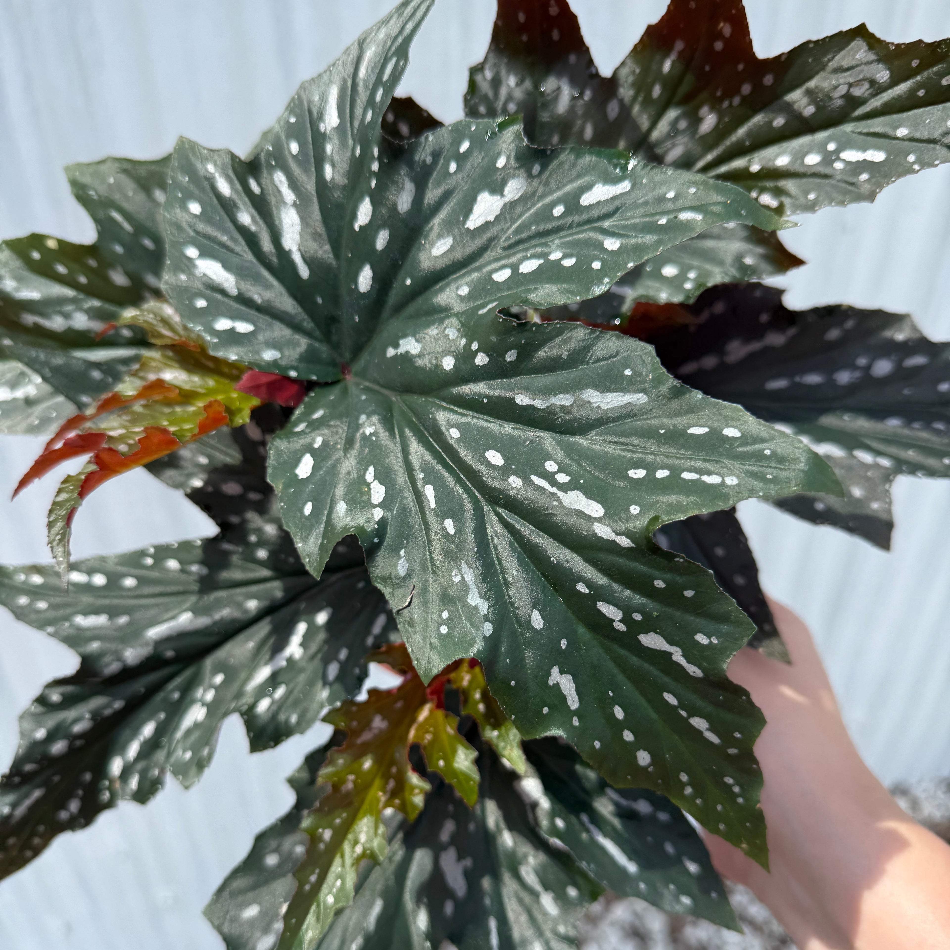 Begonia Sophie Cecily 6”