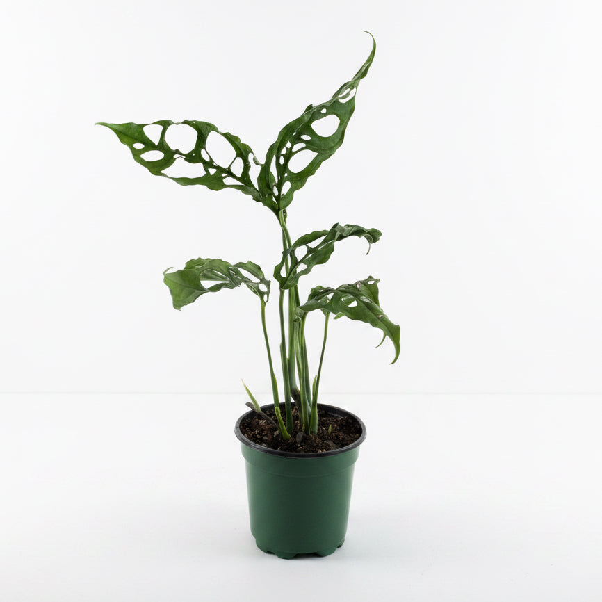 Monstera obliqua Peru