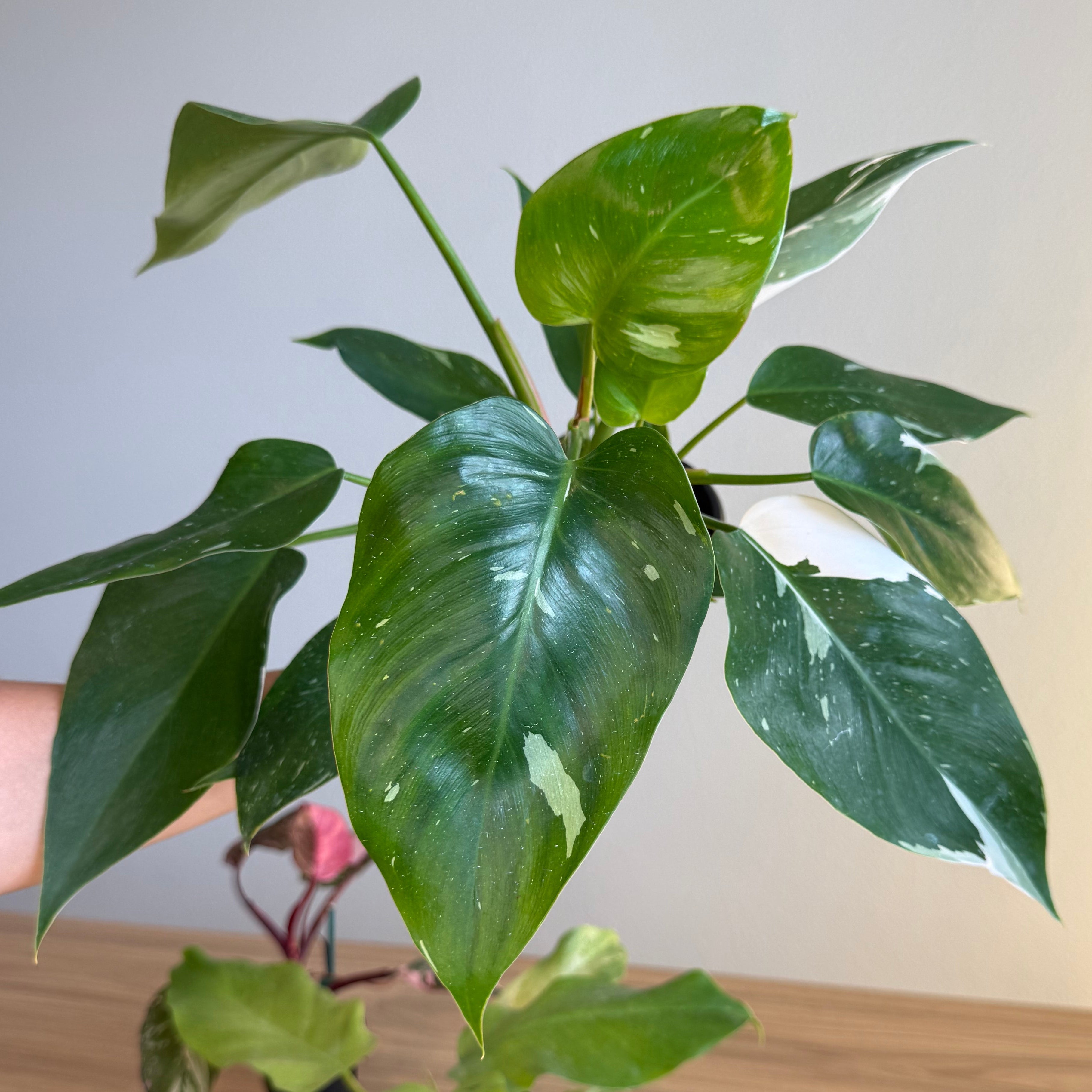 Philodendron Collection - 3 plants Bundle 4”