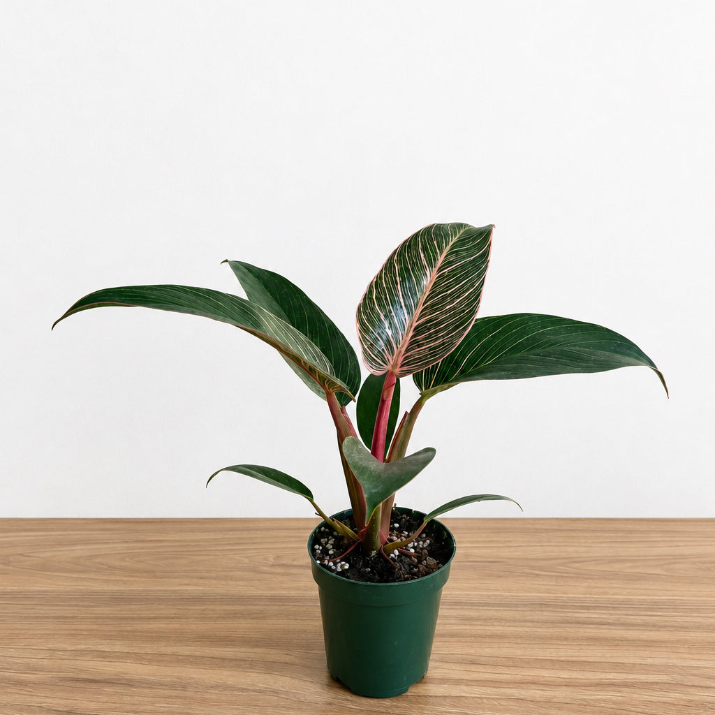 Philodendron Pink Birkin 4”