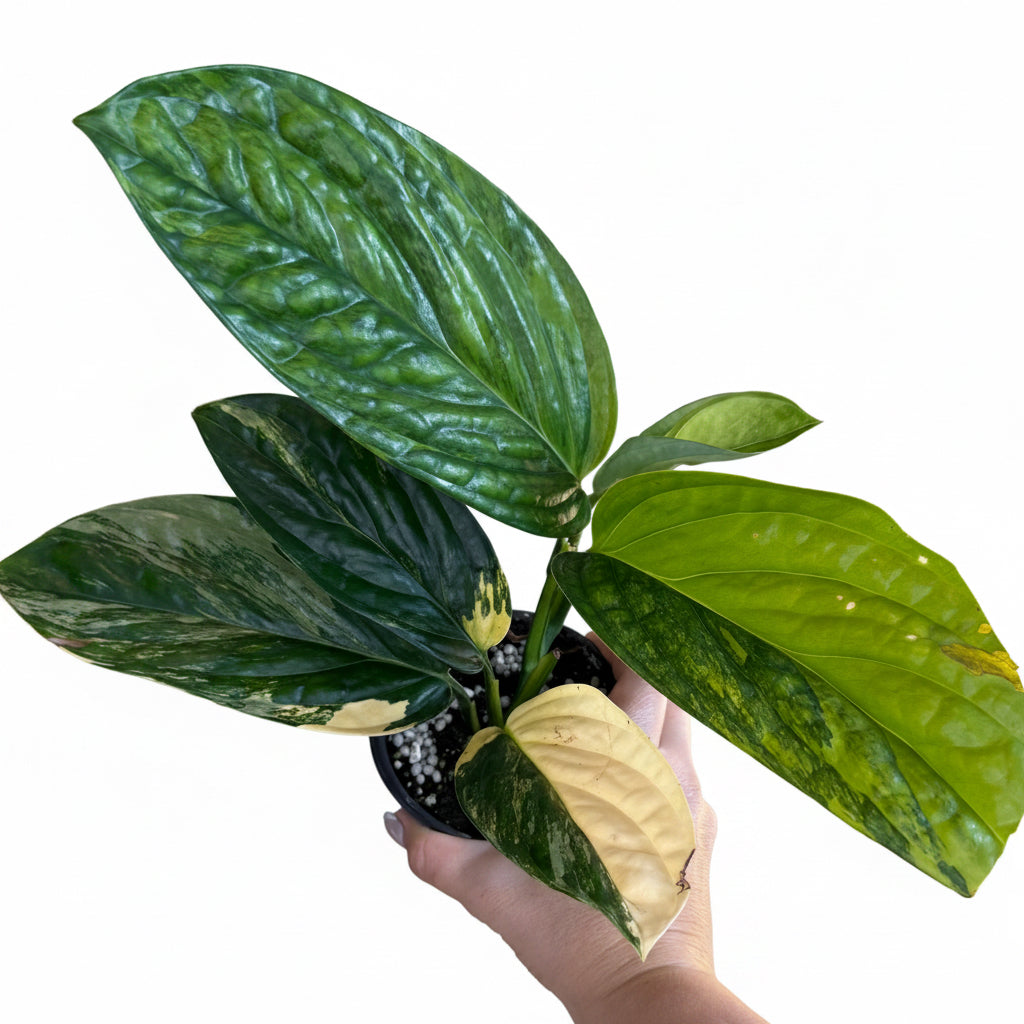 Monstera Peru Var