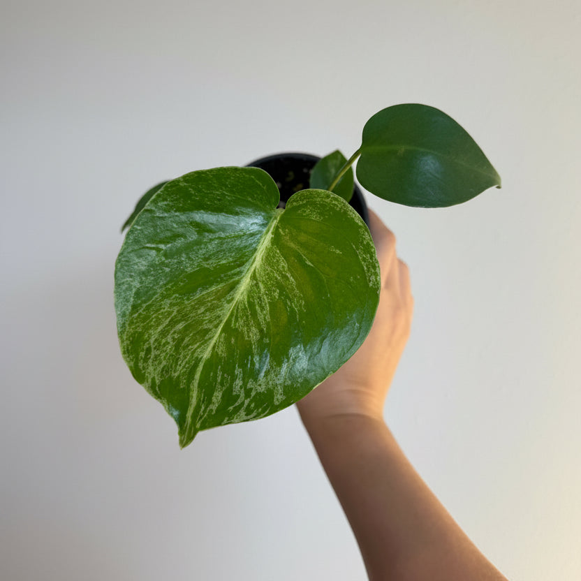 Monstera bulbasaur 4”