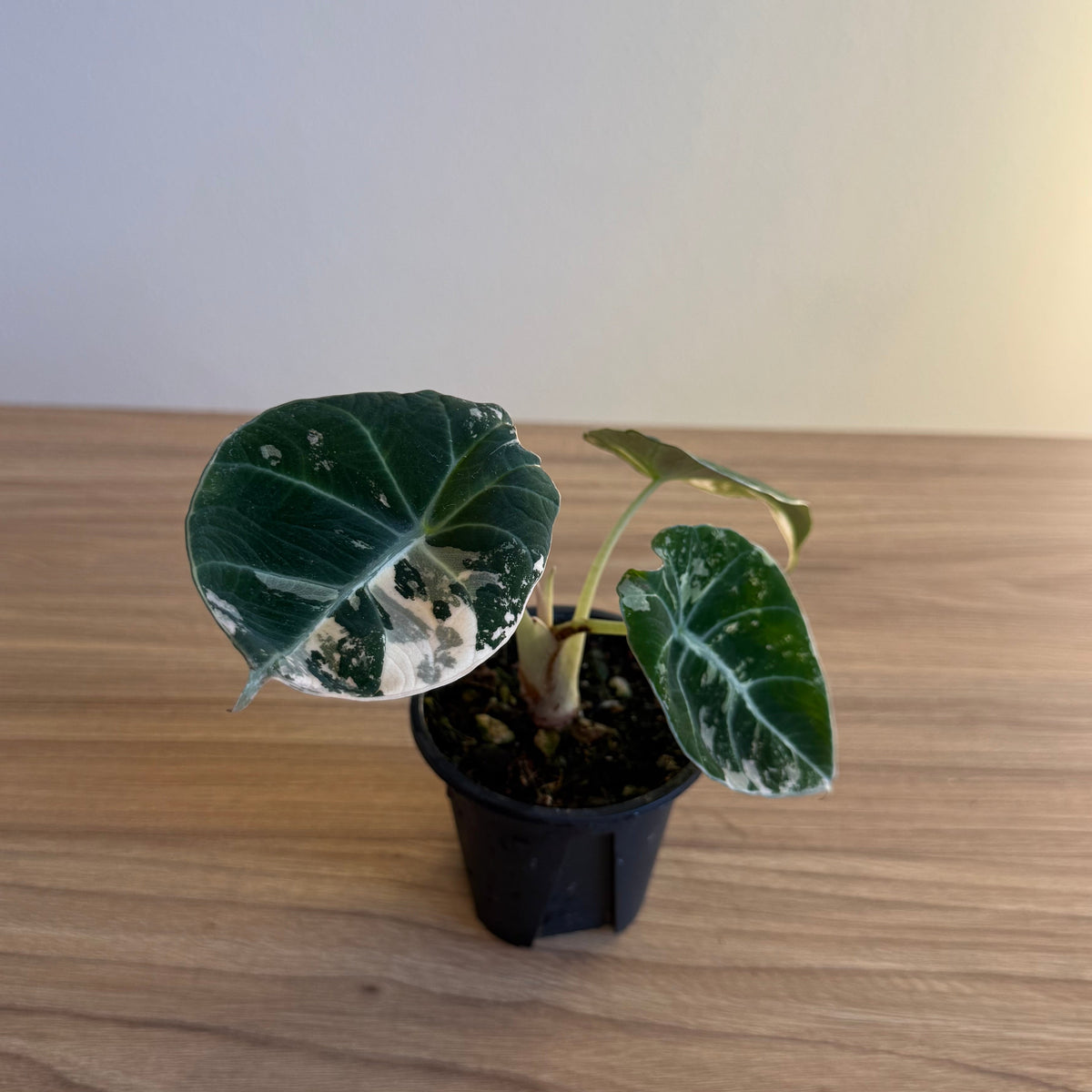 Alocasia Black Velvet Pink 3”