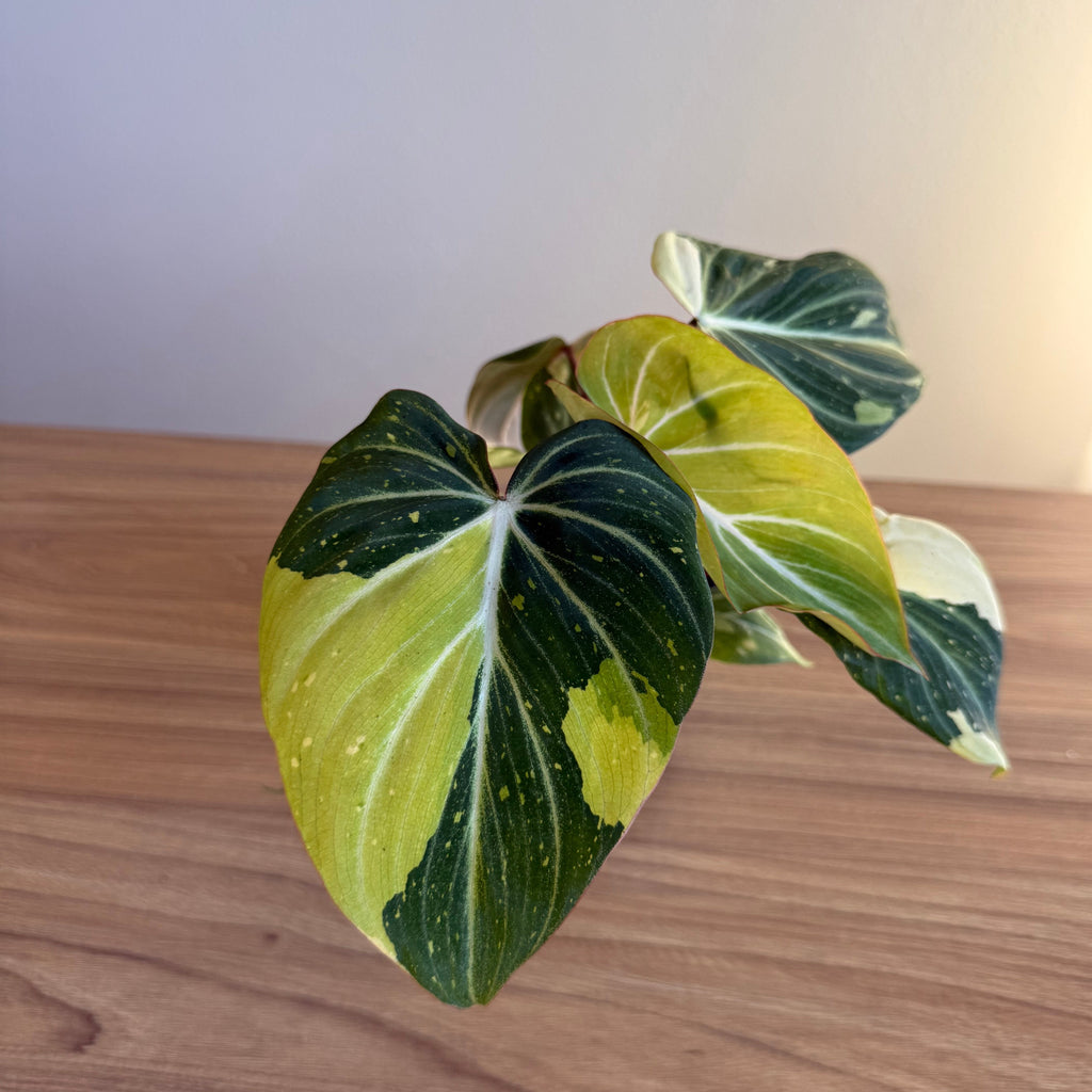 Philodendron Gloriosum Galaxy Var 4” Pot