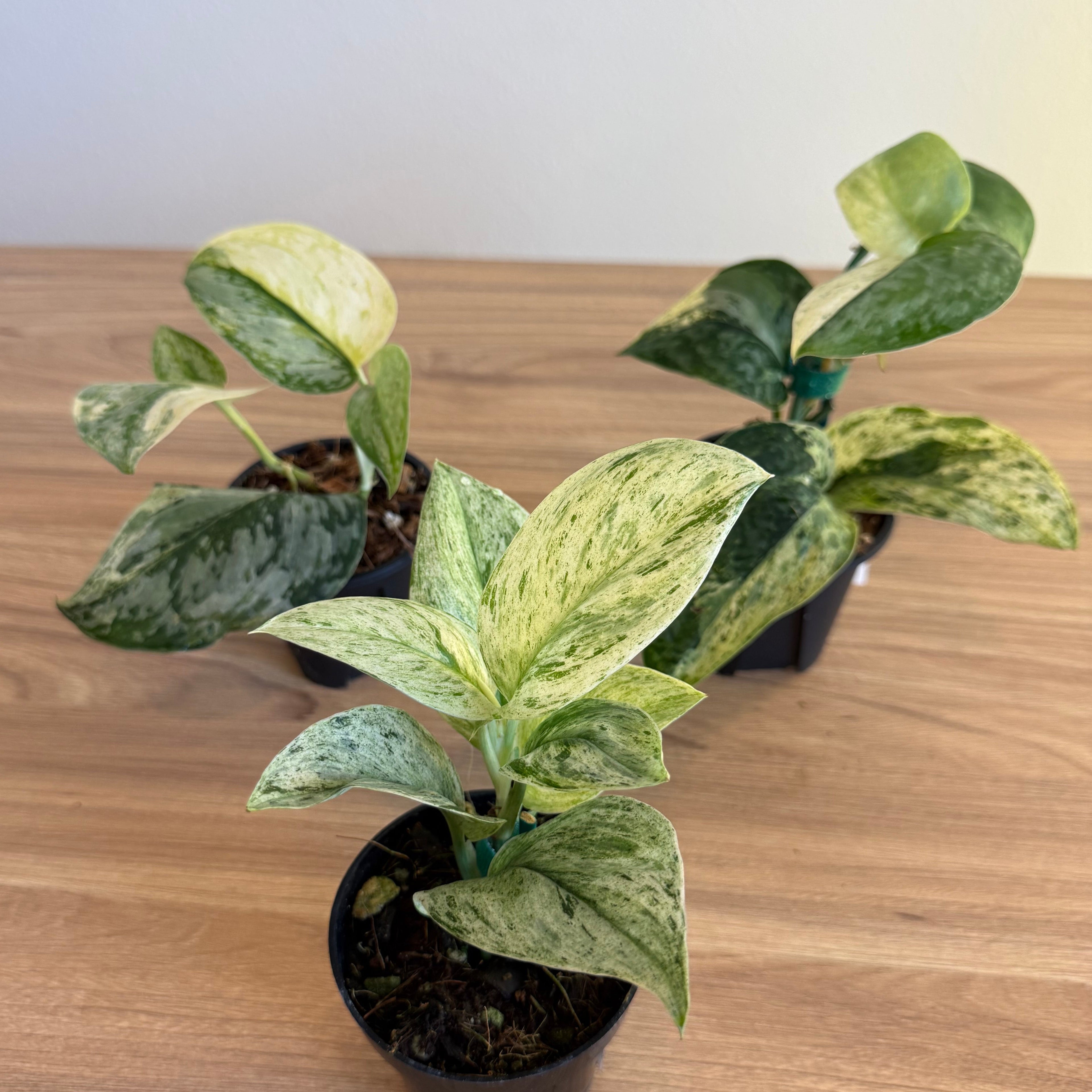 3- Variegated Scindapsus Bundle 3.5”
