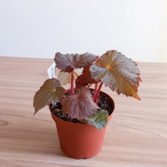 Begonia Midnight Magic 4”
