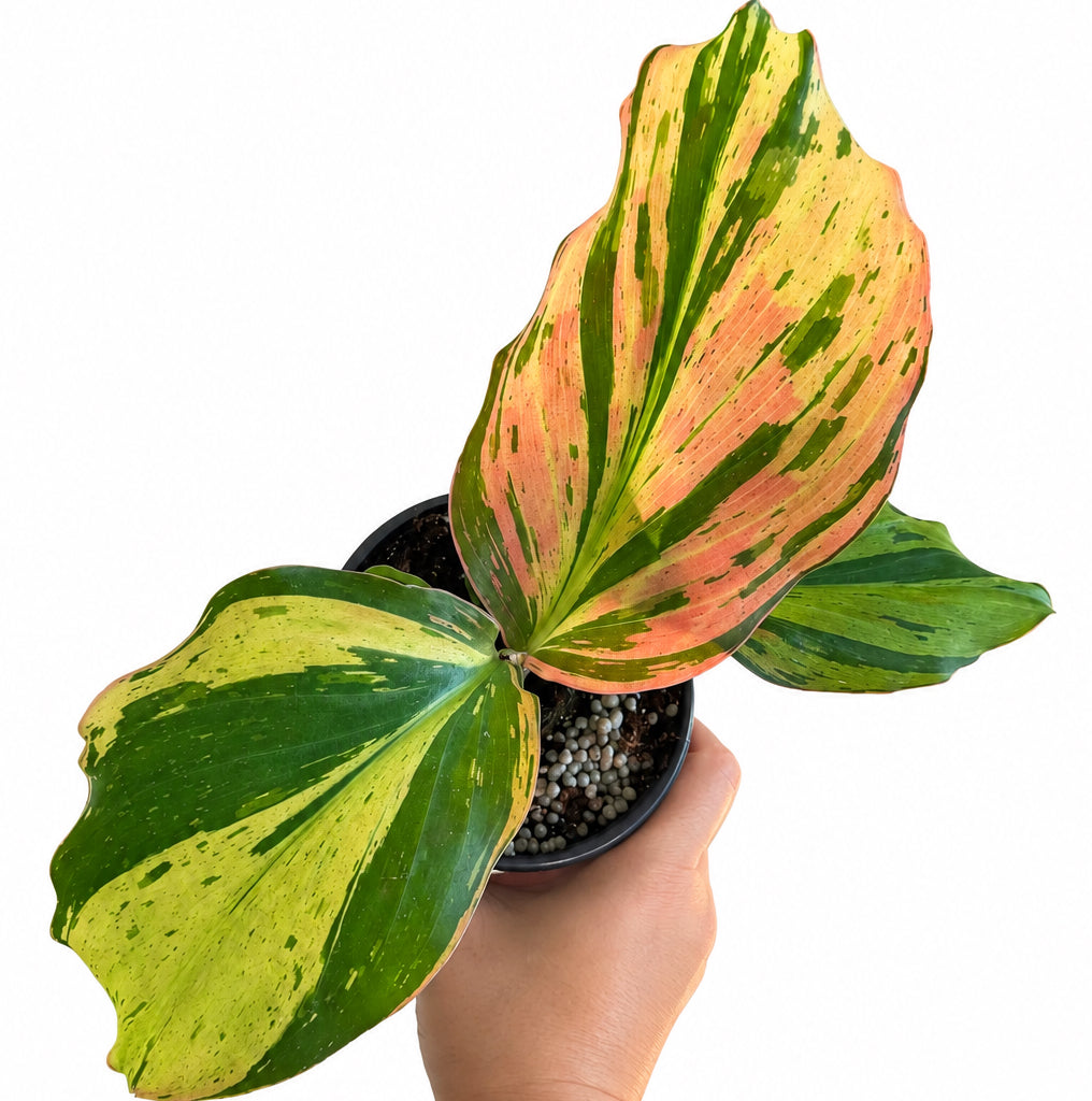 Kaempferia Marginata Variegated ( Peacock Ginger ) 4”