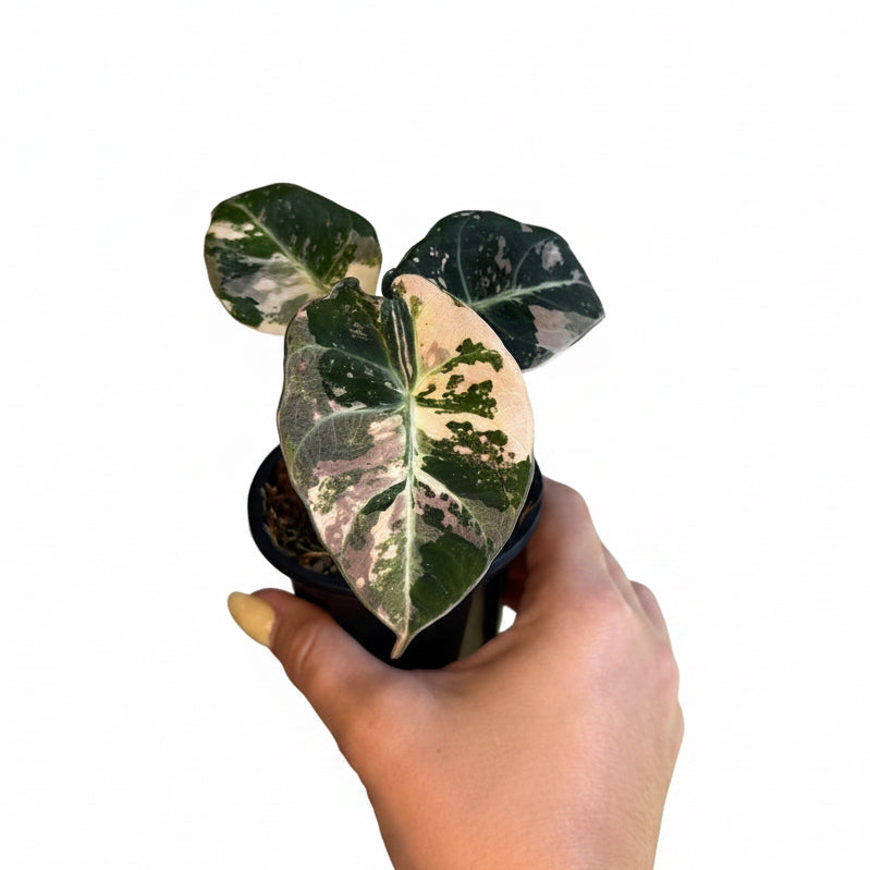 Alocasia black velvet pink ( New size) 3”