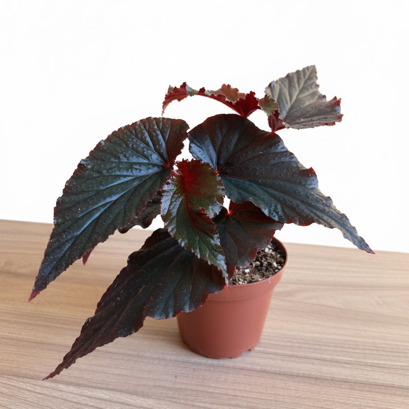 Begonia Black Magic 4”