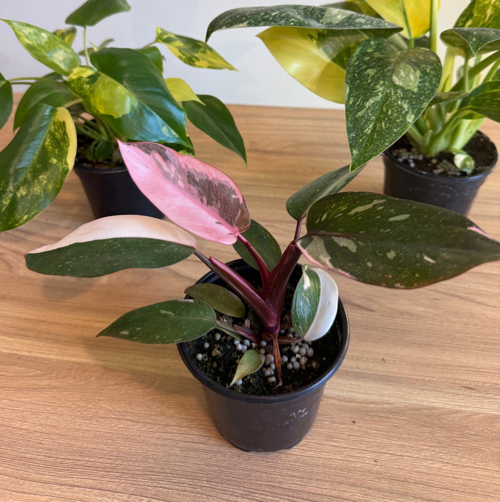 3 - Philodendron Bundle 4”