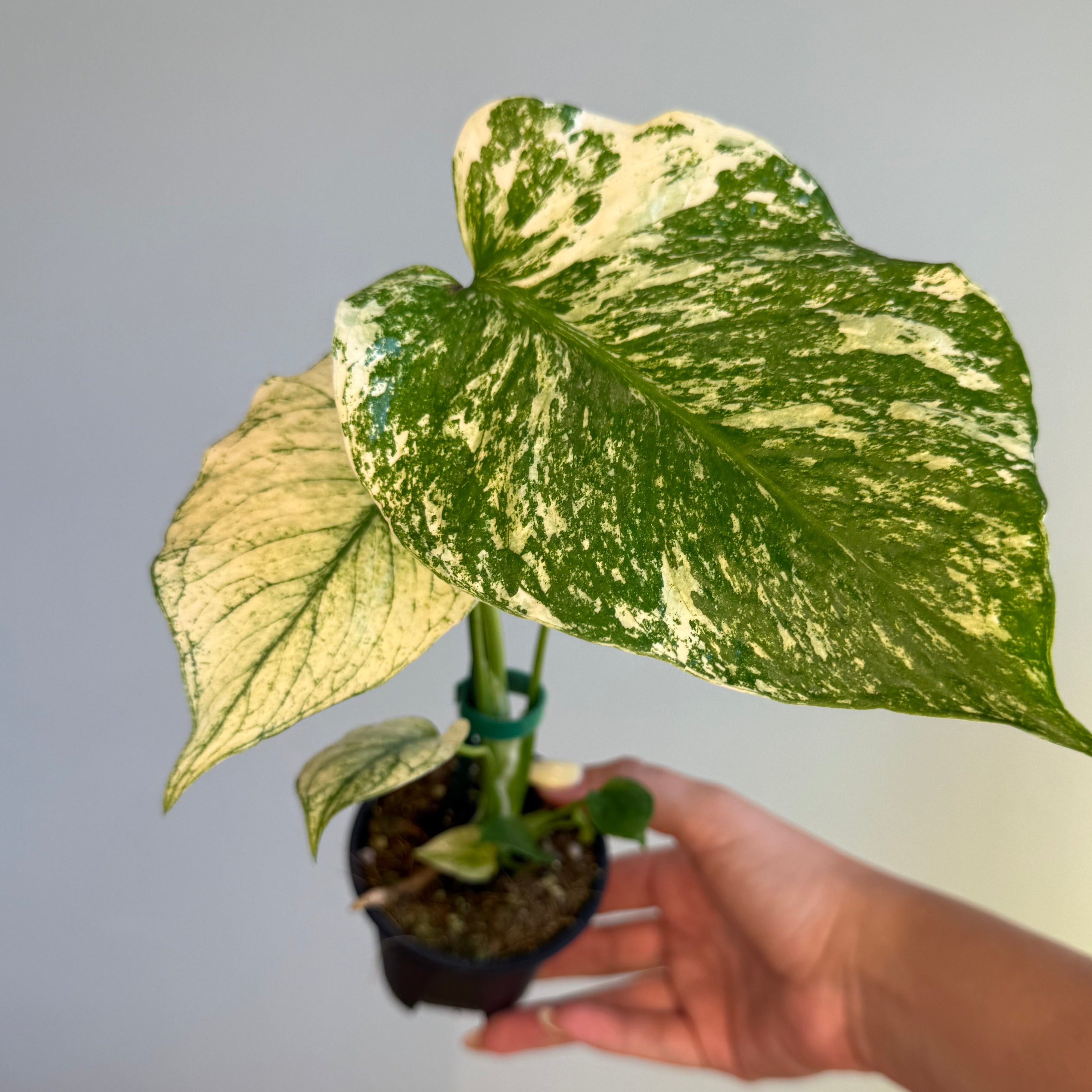 Monstera White Monster 3.5”
