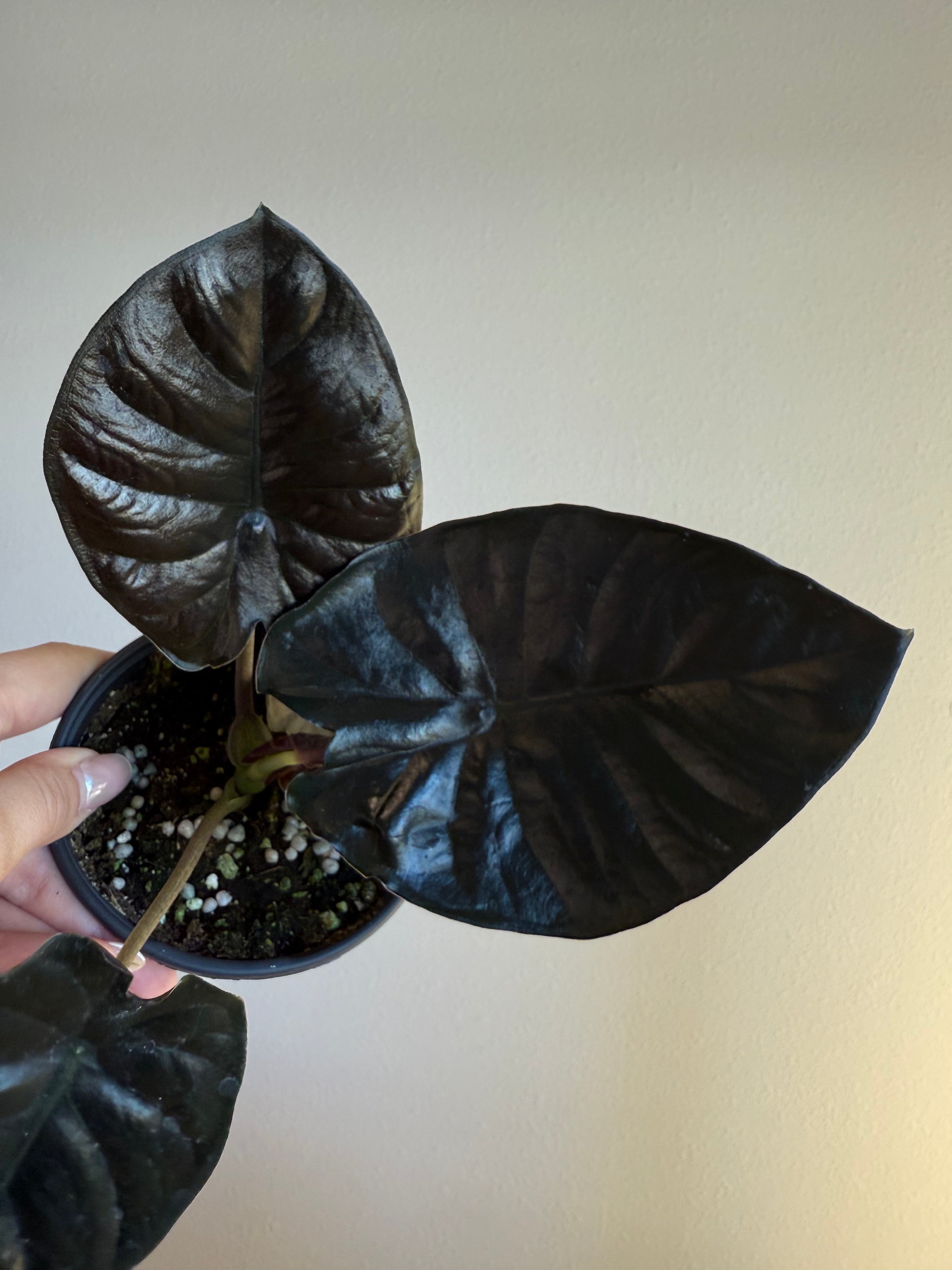 Alocasia infernalis