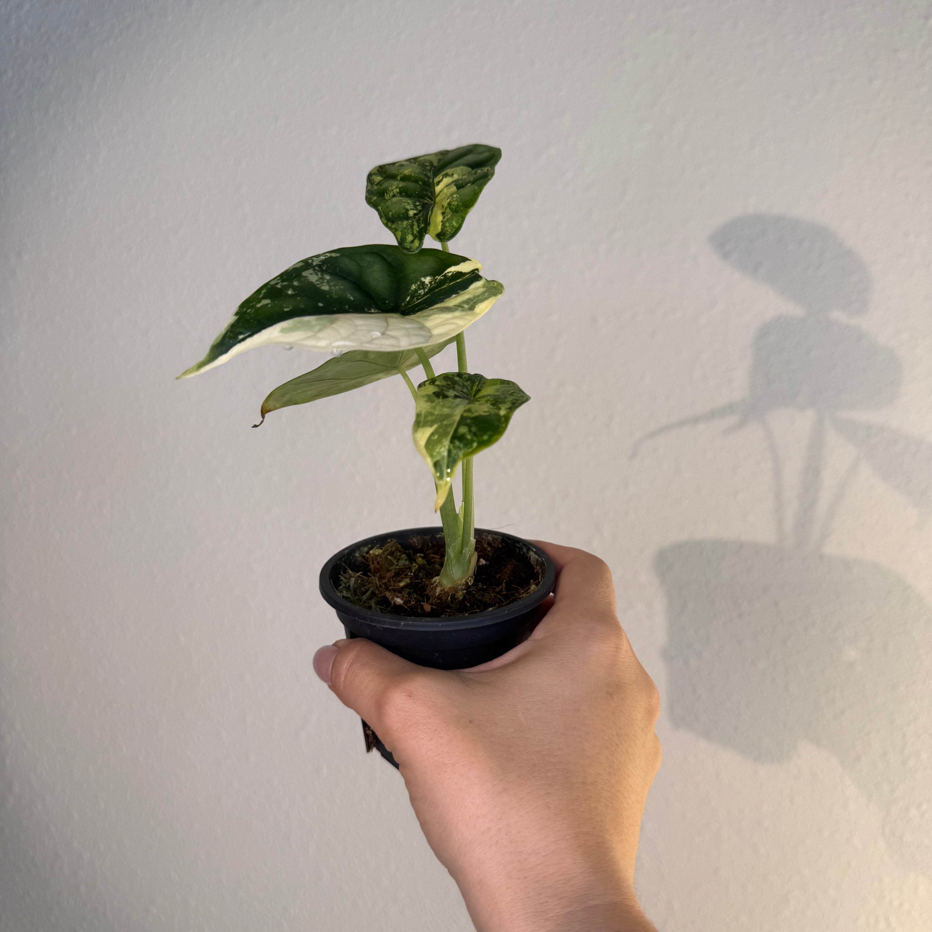 Alocasia Dragon Scale Albo