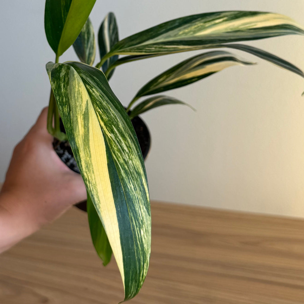 Epipremnum Amplissimum Aurea 4”