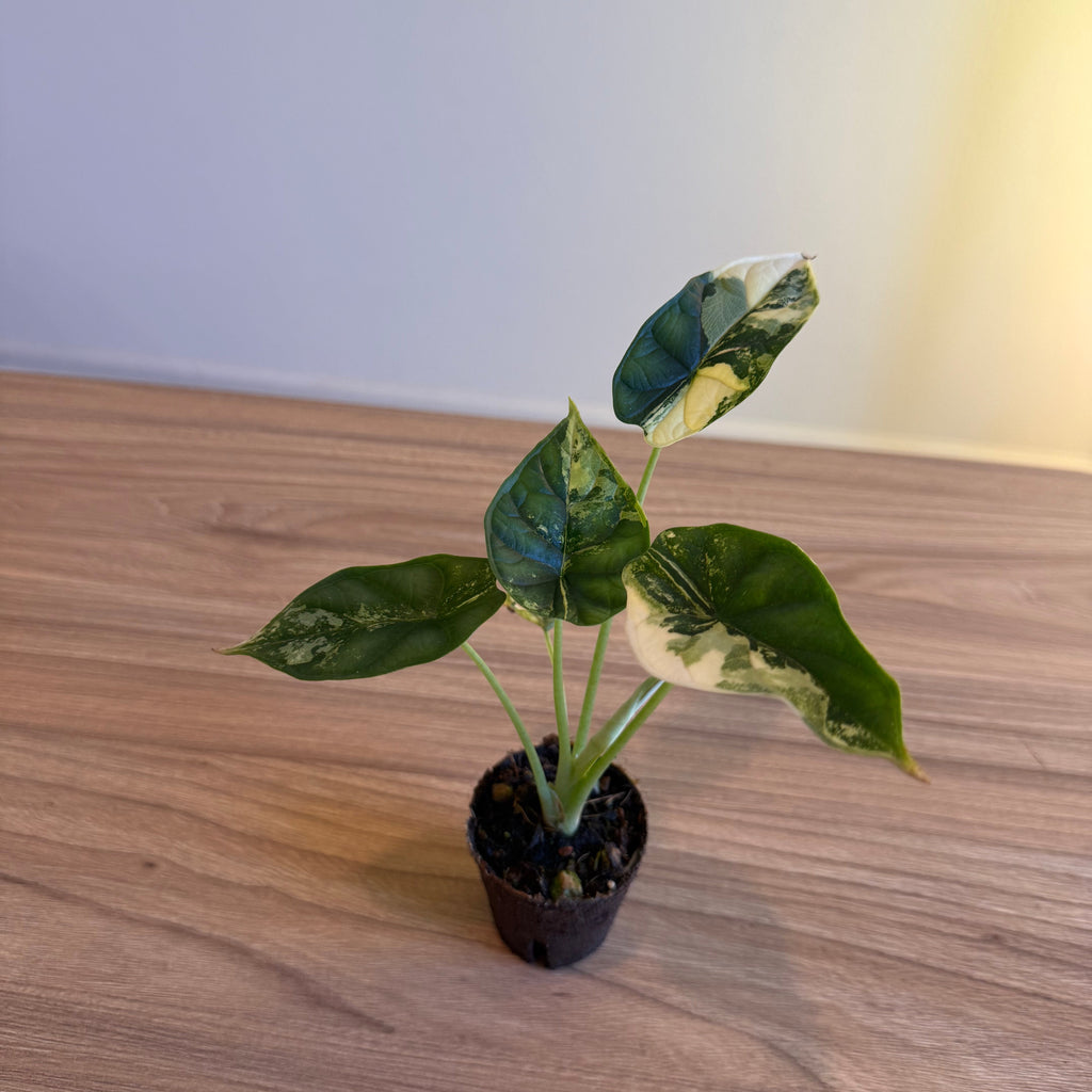 Alocasia Dragon scale albo 2”