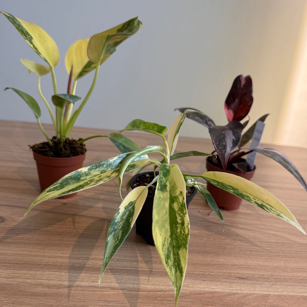 Rare Philodendron Collectors Bundle