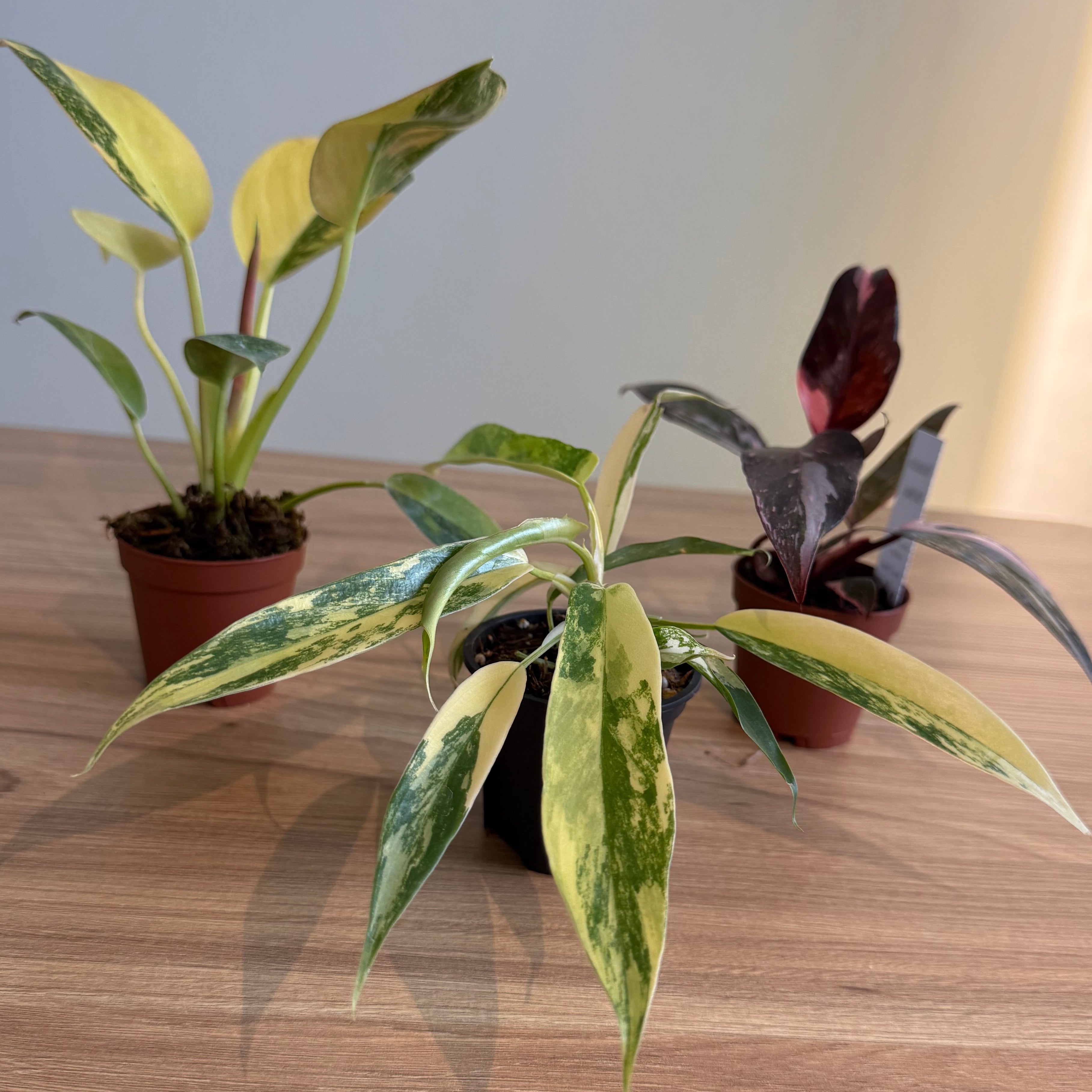 Rare Philodendron Collectors Bundle