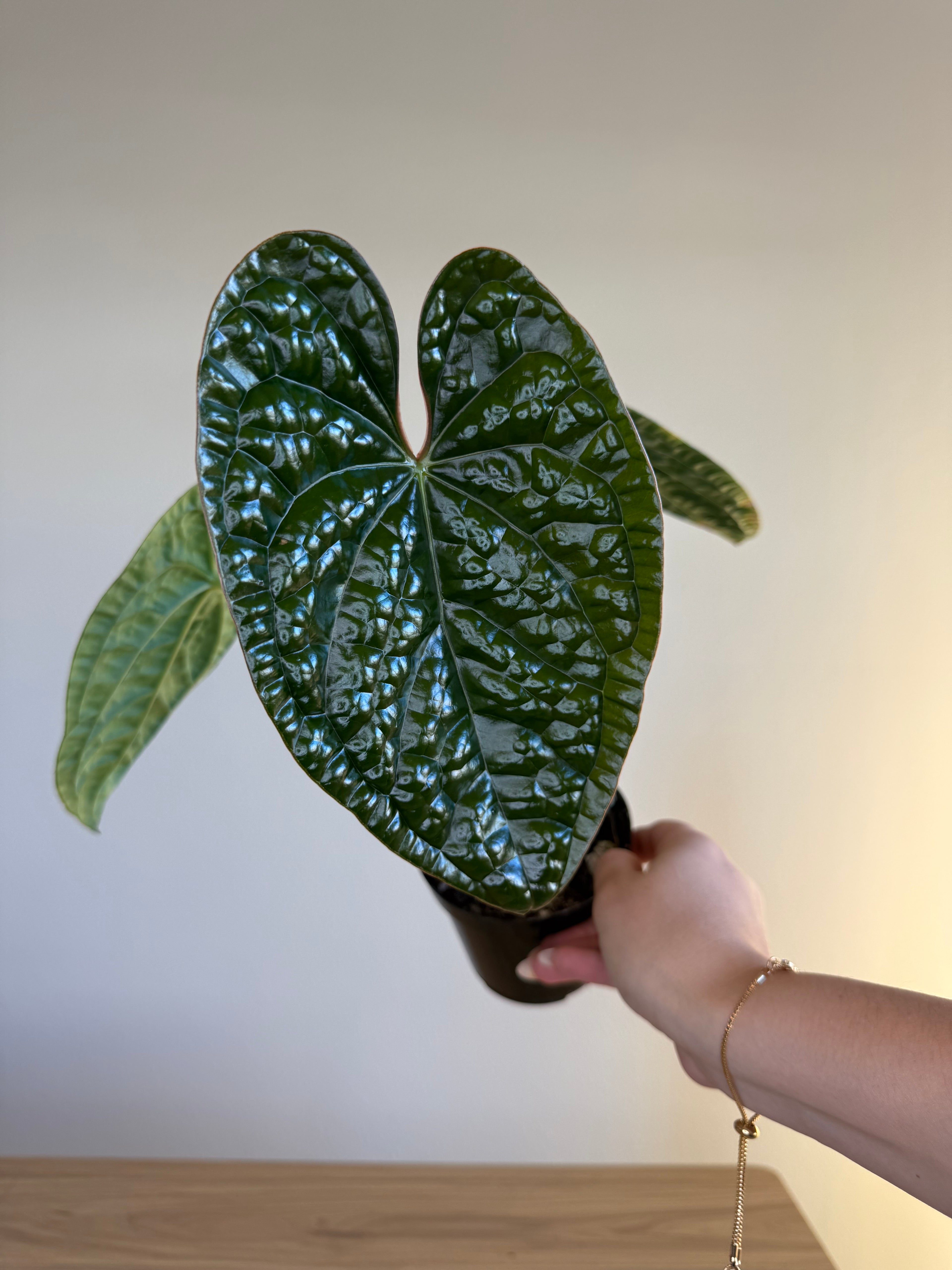 Anthurium Luxurians x Black velvet