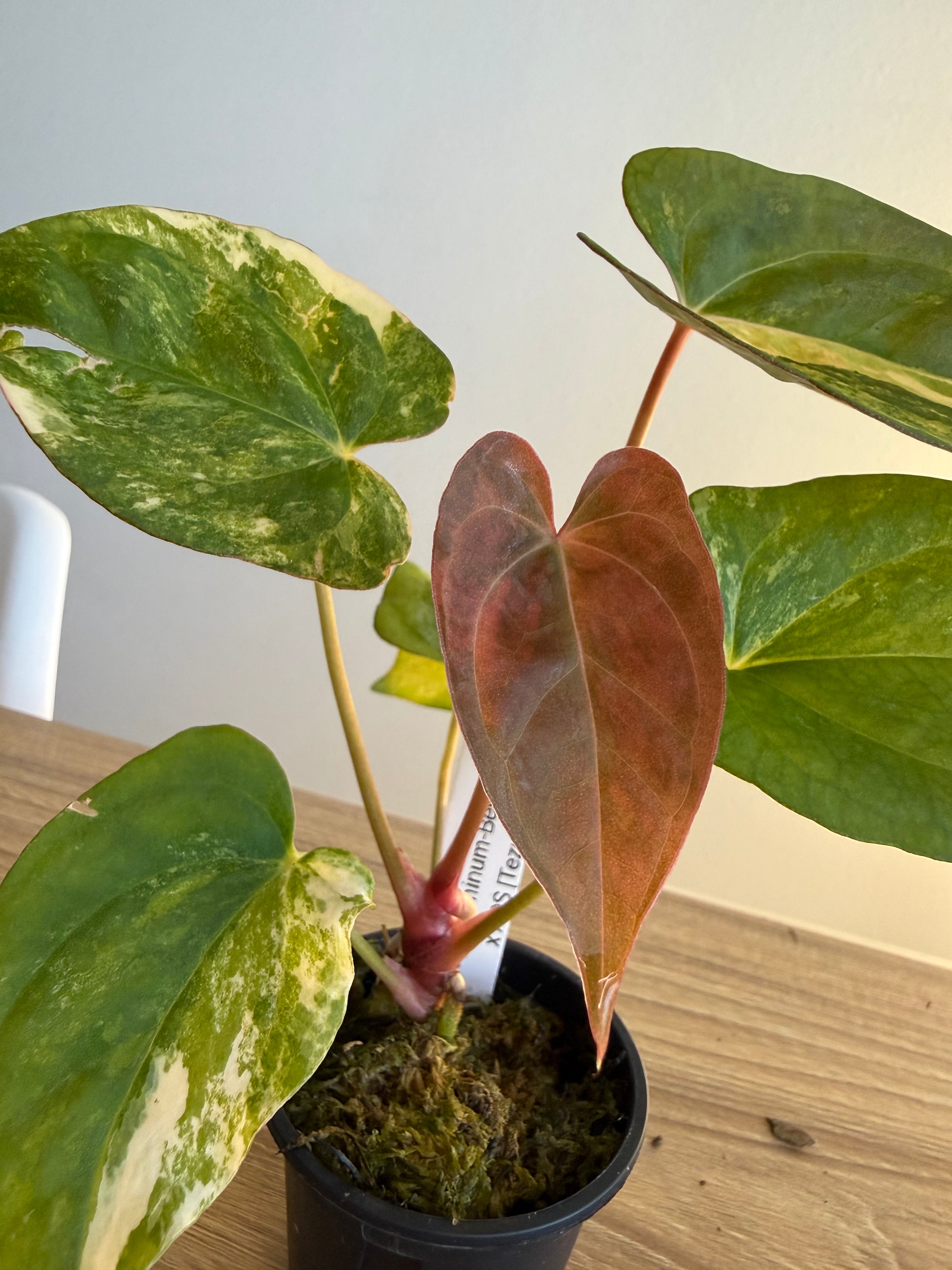 Anthurium papi x besseae var x AOS (Tezula)