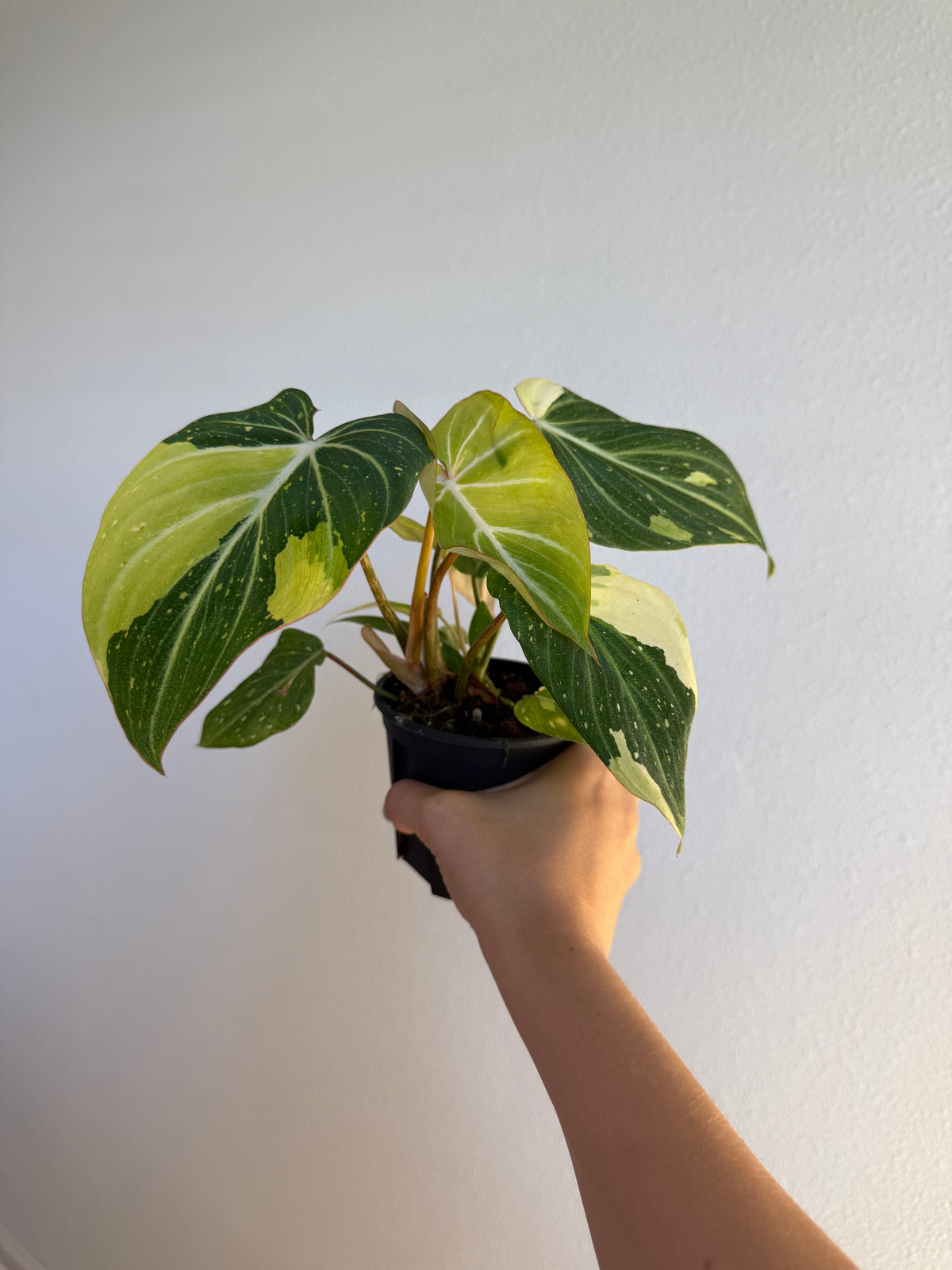Philodendron Gloriosum Galaxy Var 4” Pot
