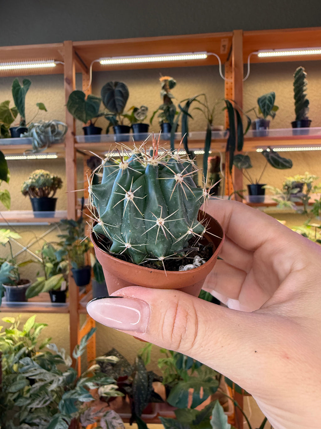 2” Assorted Cactus