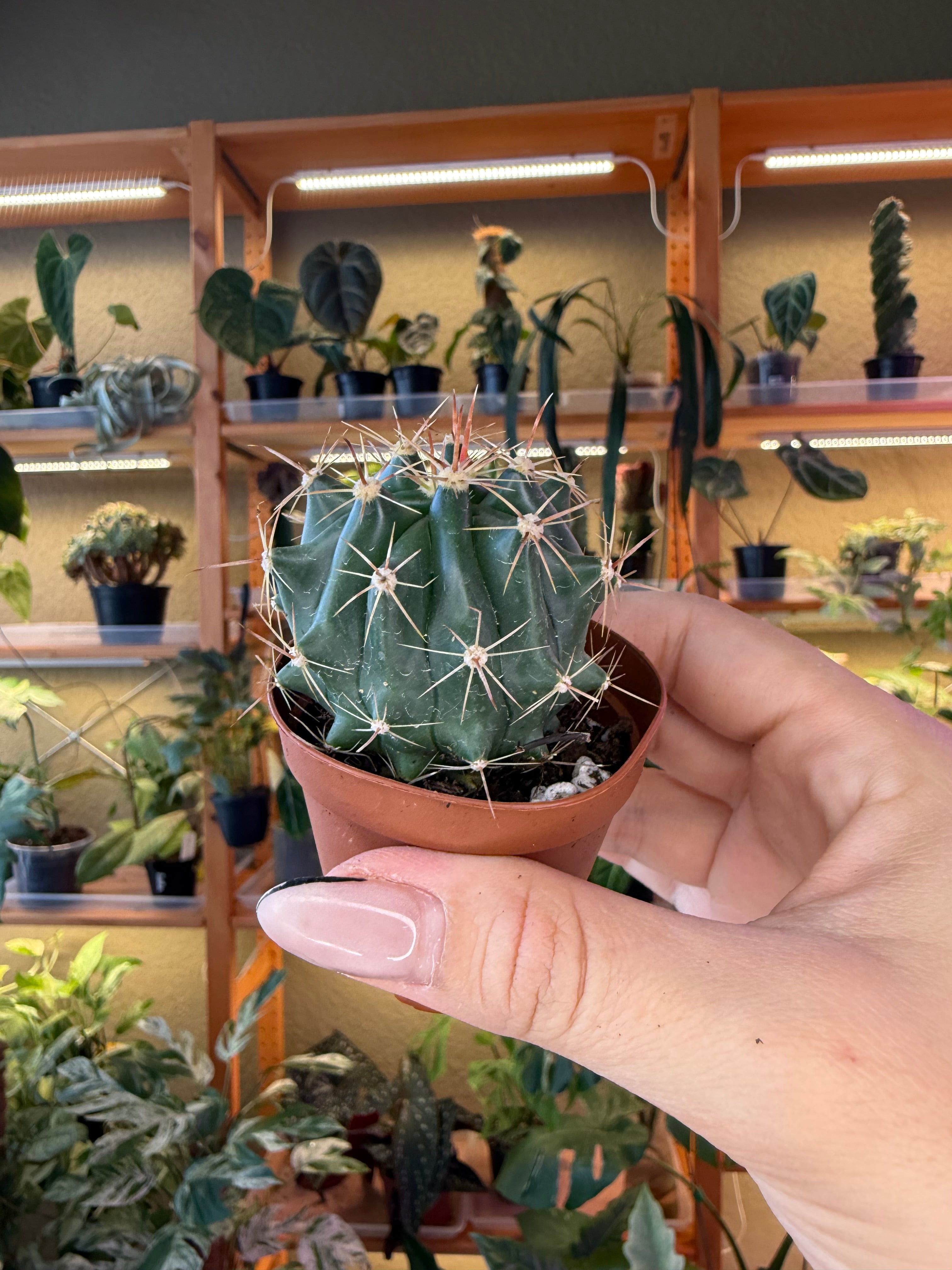 2” Assorted Cactus