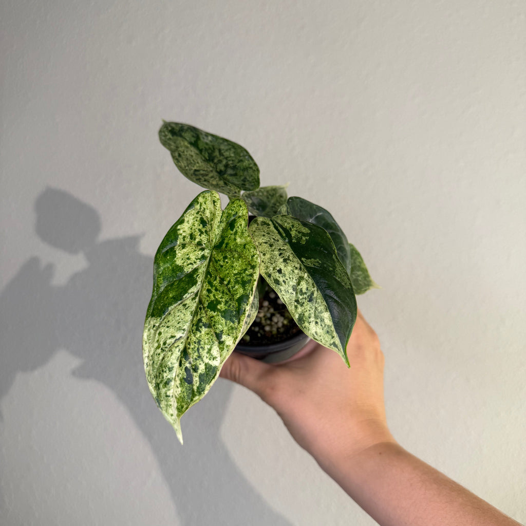 Alocasia Dragon Scale Mint