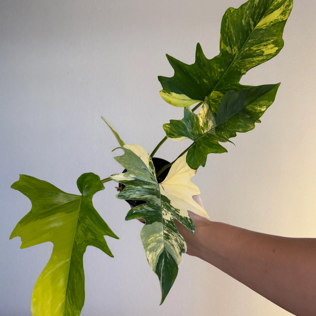 Philodendron Florida Beauty x Mayoi