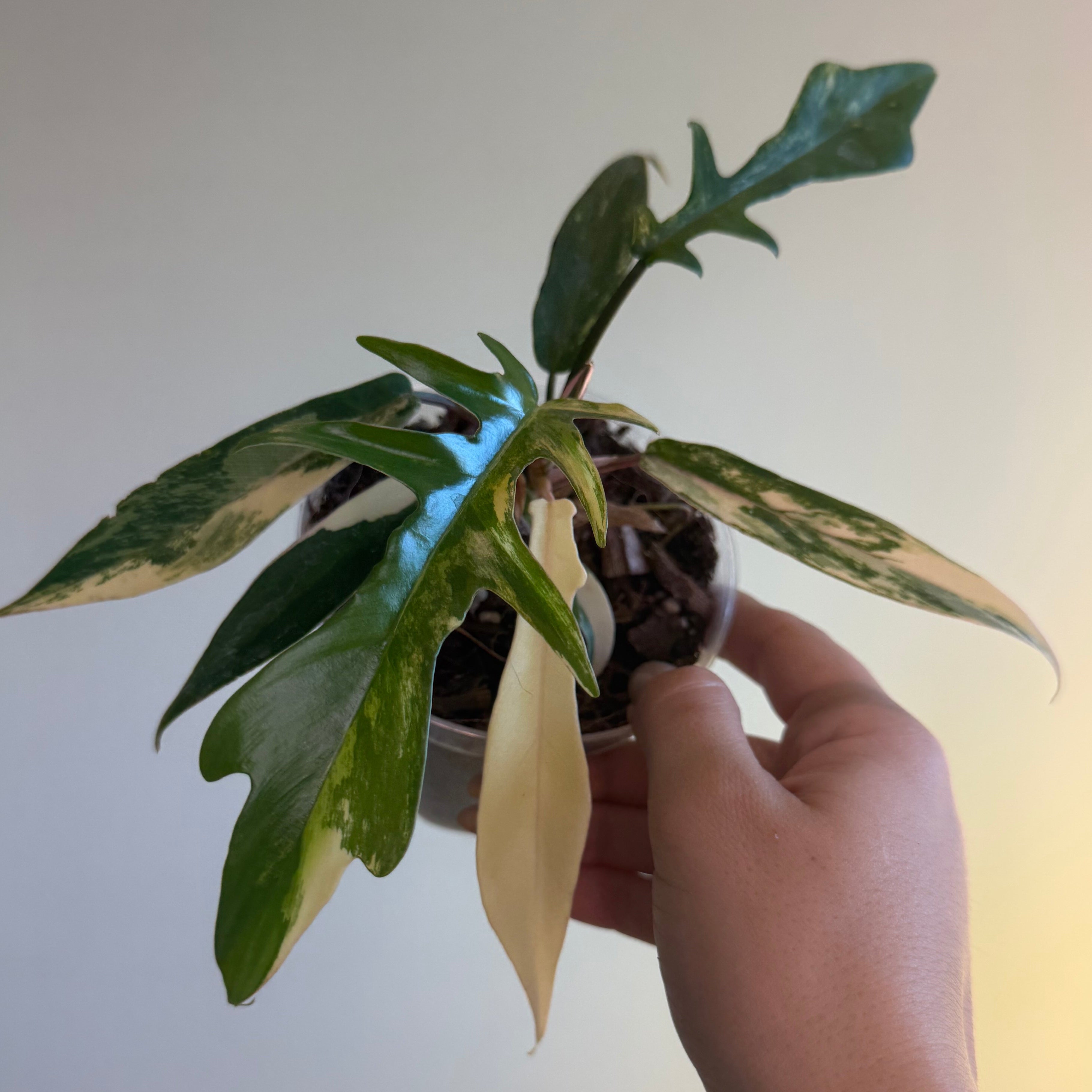 Philodendron Florida Beauty x Tortum