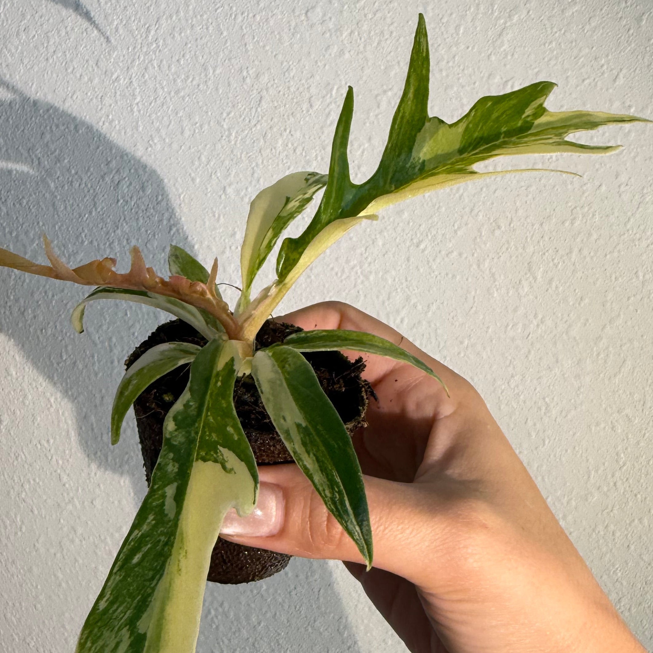 Philodendron Tortum Var