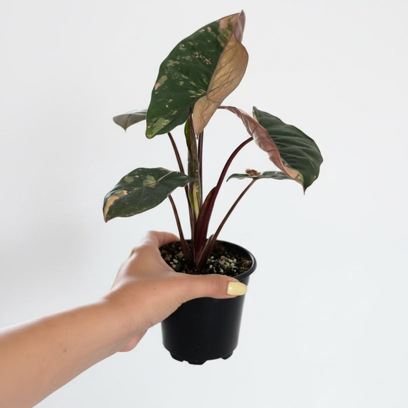 Alocasia Yucatan Princess pink 4”