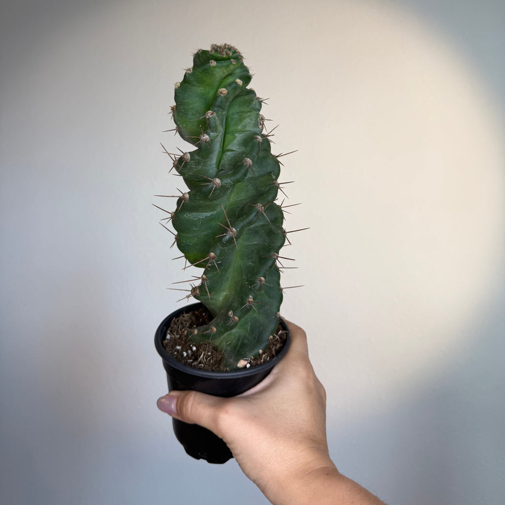 Cactus Spiralis